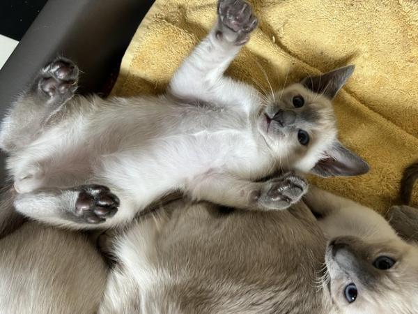 Image 5 of Adorable 100% pure Siamese kittens available