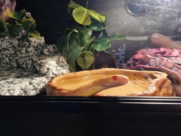 Image 5 of Albino gopher snake possible applegate