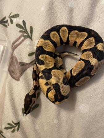 Image 6 of Leopard ODYB Ball python for sale
