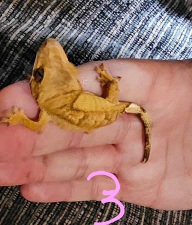 Image 2 of CB 2023 crested gecko forsale £40 each.