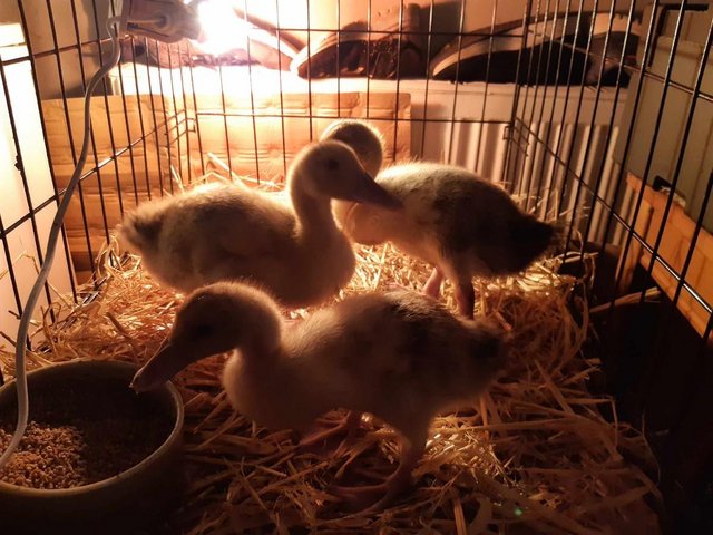 Preview of the first image of Trio of UNSEXED 2.5 week old Silver Appleyard ducklings.