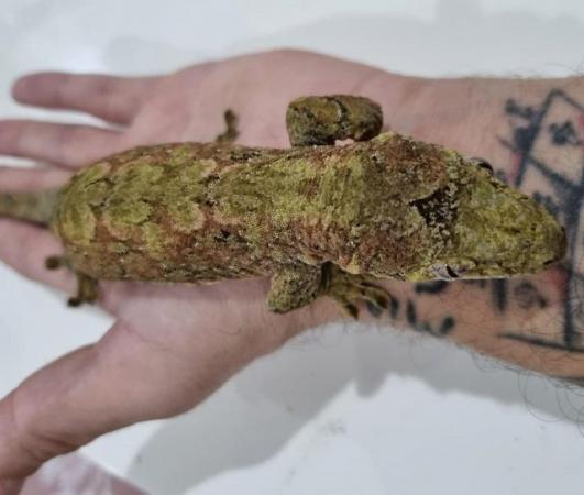 Image 2 of chahua gecko breeding pair