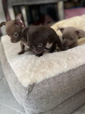 Image 4 of short coat purebred Chihuahua puppies
