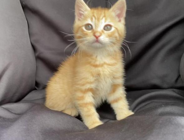 Image 1 of Adorable kittens READY for their forever homes