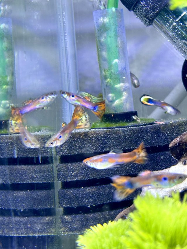 Preview of the first image of 15x PREMIUM “ORANGE DREAM” endler guppies.