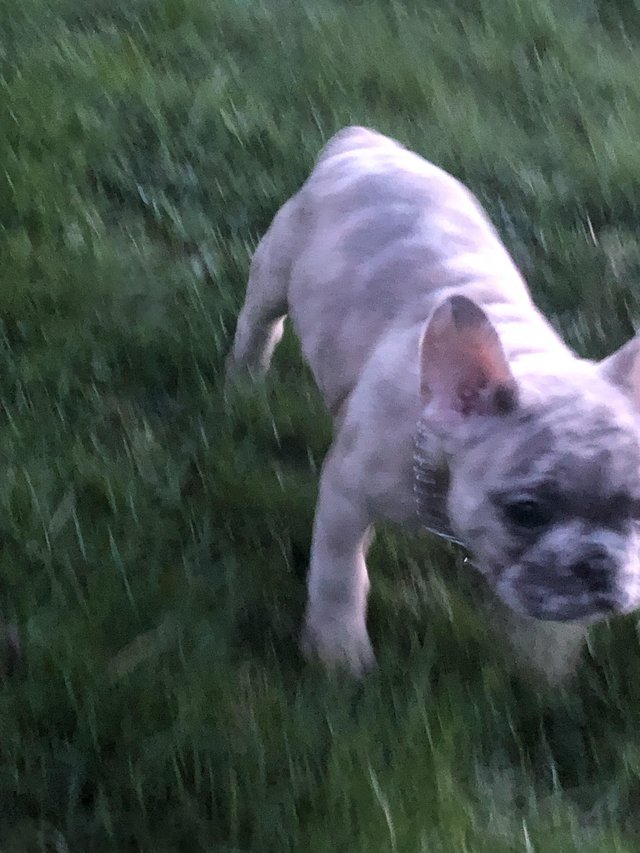 Preview of the first image of Beautifully unique frenches! lilac fawn Merle.