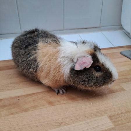 Image 1 of 6 month Old Male Teddy Guineapigs