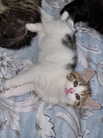 Image 4 of DIVINE KITTENS FOR SALE