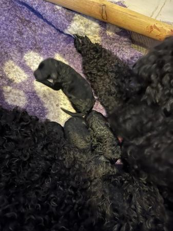 Image 3 of gorgeous standard poodle pups for sale