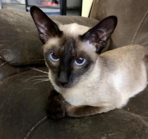 Image 3 of We have Male and FemalePure Breed, Siamese