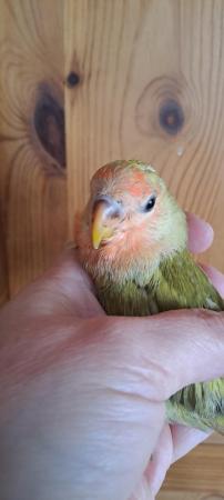 Image 5 of Peach faced baby lovebird for sale