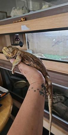 Image 1 of Female adult bearded dragon with full set up