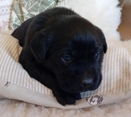 Image 13 of Delightful Black Labrador Puppies for Sale