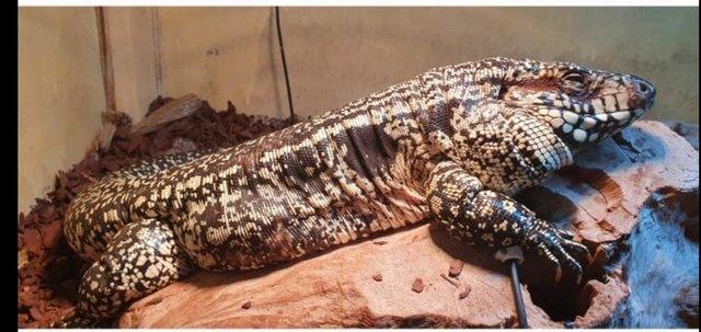 Image 3 of blue and white Argentinian tegu