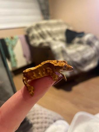 Image 5 of Crested gecko babies for sale in wantage