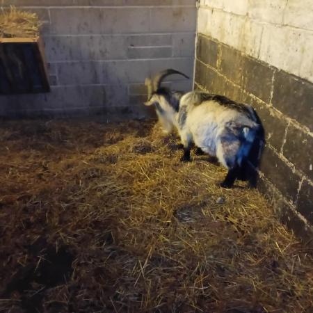 Image 1 of Pygmy Billy goat for sale