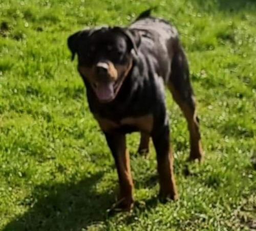 Image 6 of 11 months old male rottweiler puppy