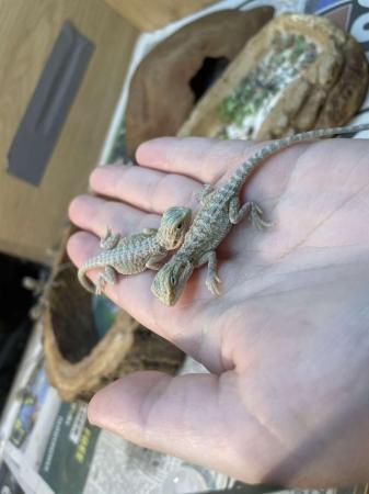 Image 2 of Baby bearded dragons born on the 15/4/2024