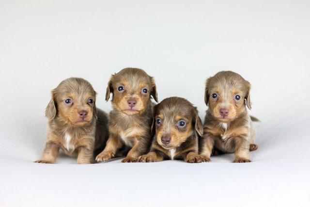 Image 2 of Female Isabella Long haired miniature dachshunds