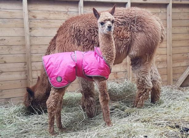 Image 4 of ALPACA STUNNING BAS QUALITY MALE READY TO MEET THE FEMALES