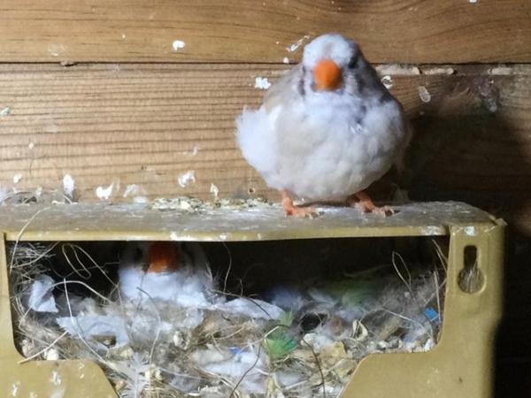 Image 12 of Mixed Finches For Sale Male  Female