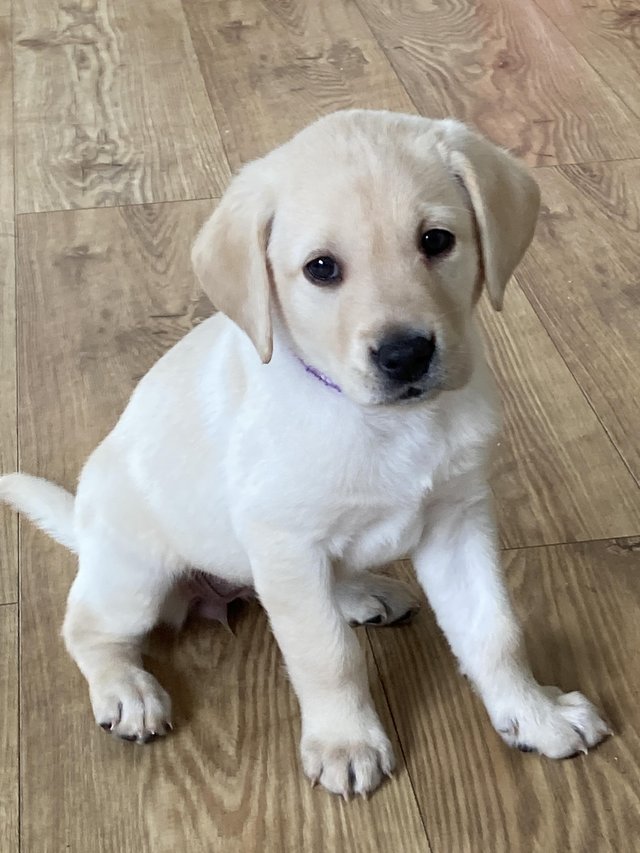 Preview of the first image of Purebred Labrador puppies.