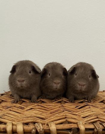 Image 3 of Female & Male Guinea pigs available