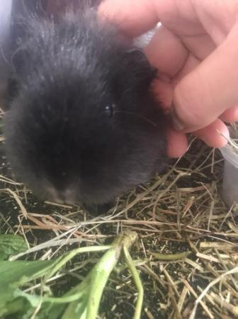 Image 4 of Make and female Guinea pigs looking for loving homes