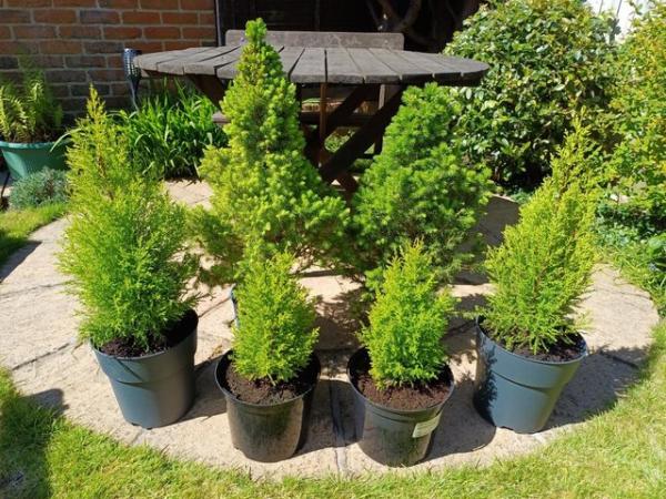 Image 2 of 6 x Conifer Trees in Pots - Various Sizes (see Description)