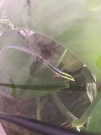 Image 3 of Phelsuma klemmeri - neon day gecko