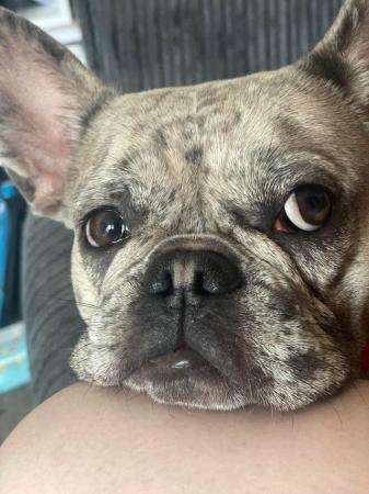 Image 7 of Female French Bulldog for sale