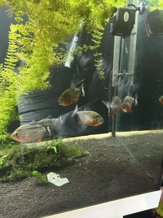 Image 7 of 6 red belly piranhas for sale