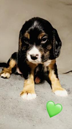 Image 1 of Working Cocker spaniel puppies