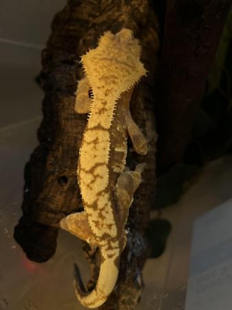 Image 4 of Flame Male Crested Gecko 35g
