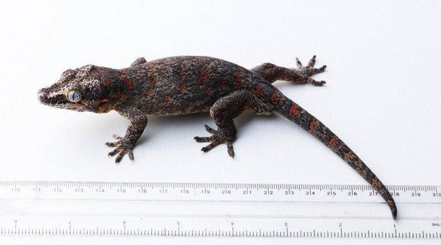 Image 3 of Gargoyle gecko - Orange blotch reticulated