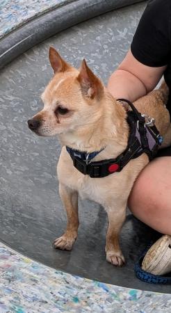 Image 1 of Chihuahua male dog for sale