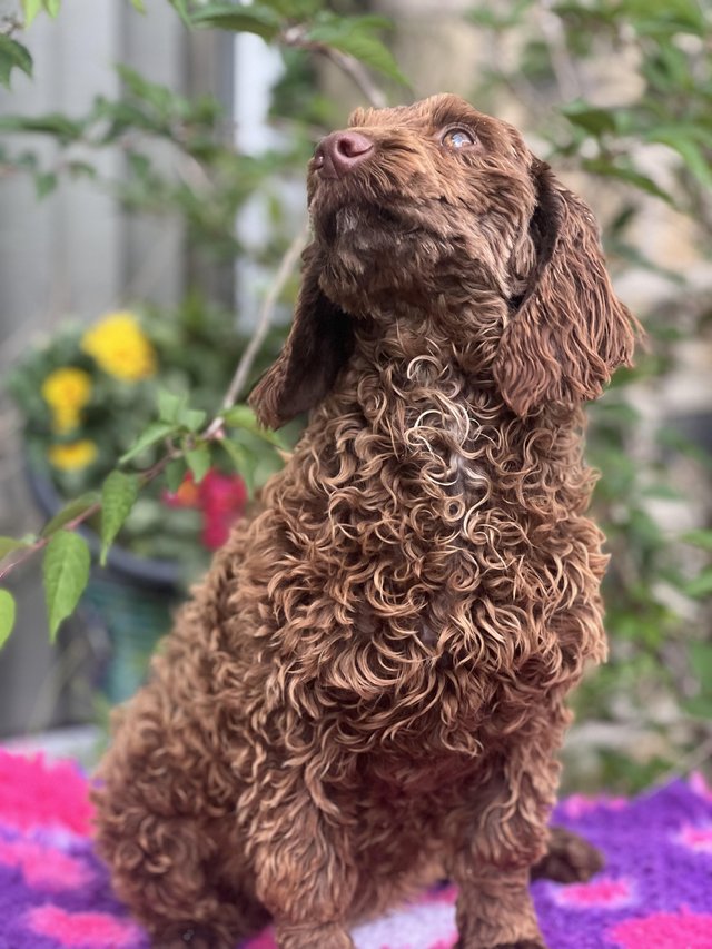 Preview of the first image of F1 mini Cockapoo’s chocolate and tan 29 dna clear.