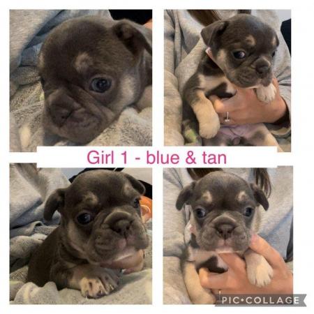 Image 7 of Frenchbulldog pups ready to leave 13th feb