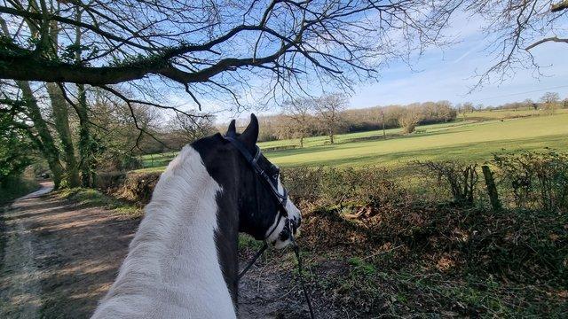 Image 1 of Fantastic Horse riding available in Arborfield, Berkshire