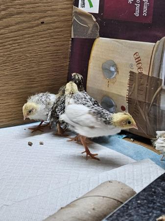 Image 4 of Button quail, Chinese painted quail