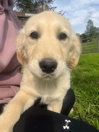 Image 20 of Fully Vaccinated KC Registered Golden Retriever Puppies