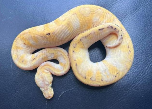 Image 1 of Firefly champagne female ball python royal