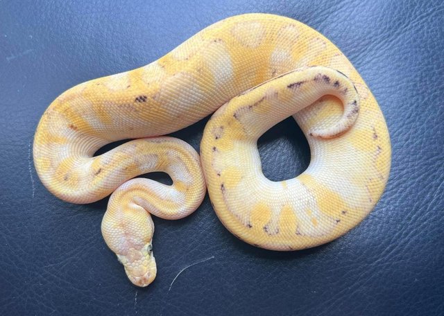 Preview of the first image of Firefly champagne female ball python royal.
