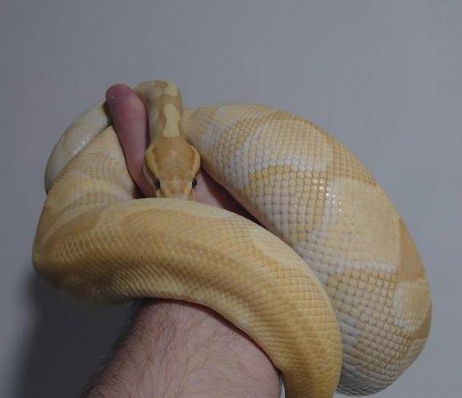 Image 2 of Adult Female Banana Butter Enchi Yellowbelly