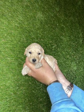 Image 11 of F2 miniature Labradoodles looking for homes