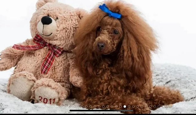 Image 7 of Gorgeous,Deep Red,Health tested Cavapoo pups