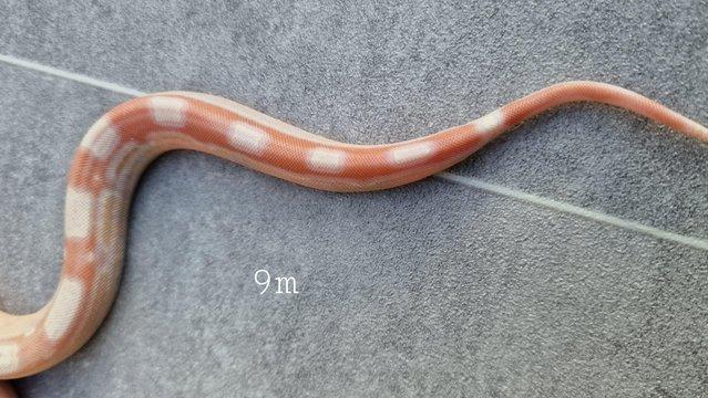 Image 10 of Albino roswell Laddertail boa constrictor male
