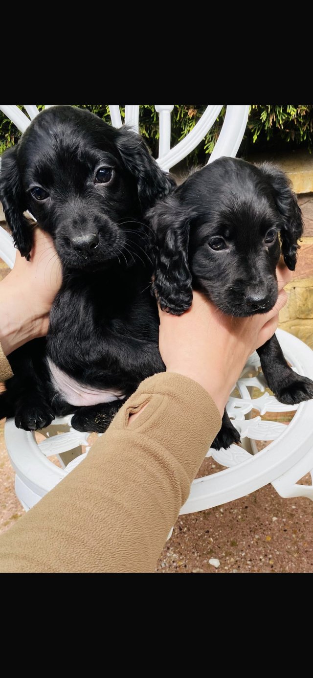 Preview of the first image of !!!Cocker spaniel pups!!!.