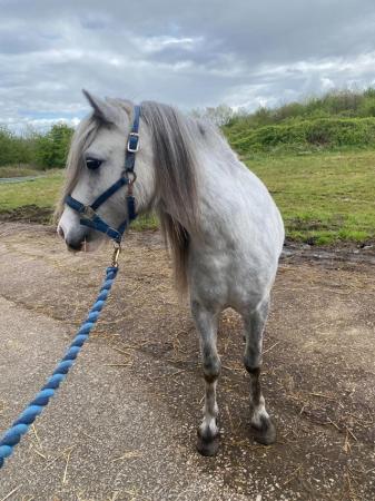 Image 24 of Easy 11hh Gelding - Companion, Lead Rein Project or Pet 41/2