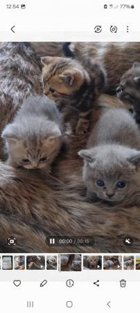 Image 6 of Full British short-haired kittens